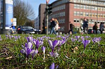 Frühlingsblumen am Wiesendamm - 2017 gepflanzt aufgrund einer Initiative von GRÜNEN und SPD