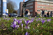 Am Wiesendamm in Winterhude wurden 2017 unter anderem Krokusse gepflanzt Am Wiesendamm in Winterhude wurden 2017 unter anderem Krokusse gepflanzt