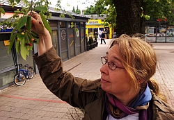 Ulrike Sparr, umweltpolitische Sprecherin (GAL-Fraktion HH-Nord/Reiffert)