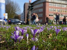 Frühlingsblumen am Wiesendamm - 2017 gepflanzt aufgrund einer Initiative von GRÜNEN und SPD