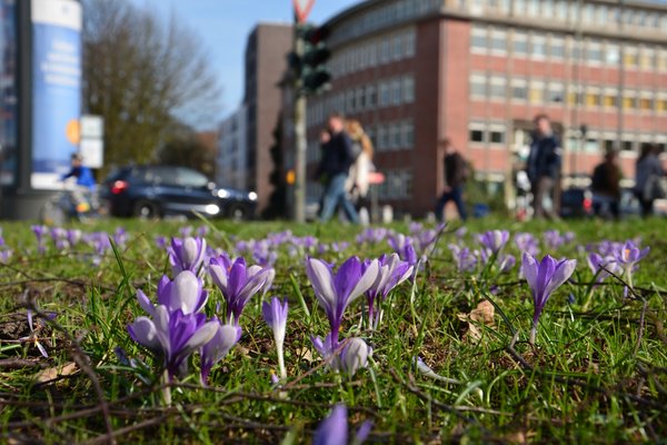 Frühlingsblumen am Wiesendamm - 2017 gepflanzt aufgrund einer Initiative von GRÜNEN und SPD