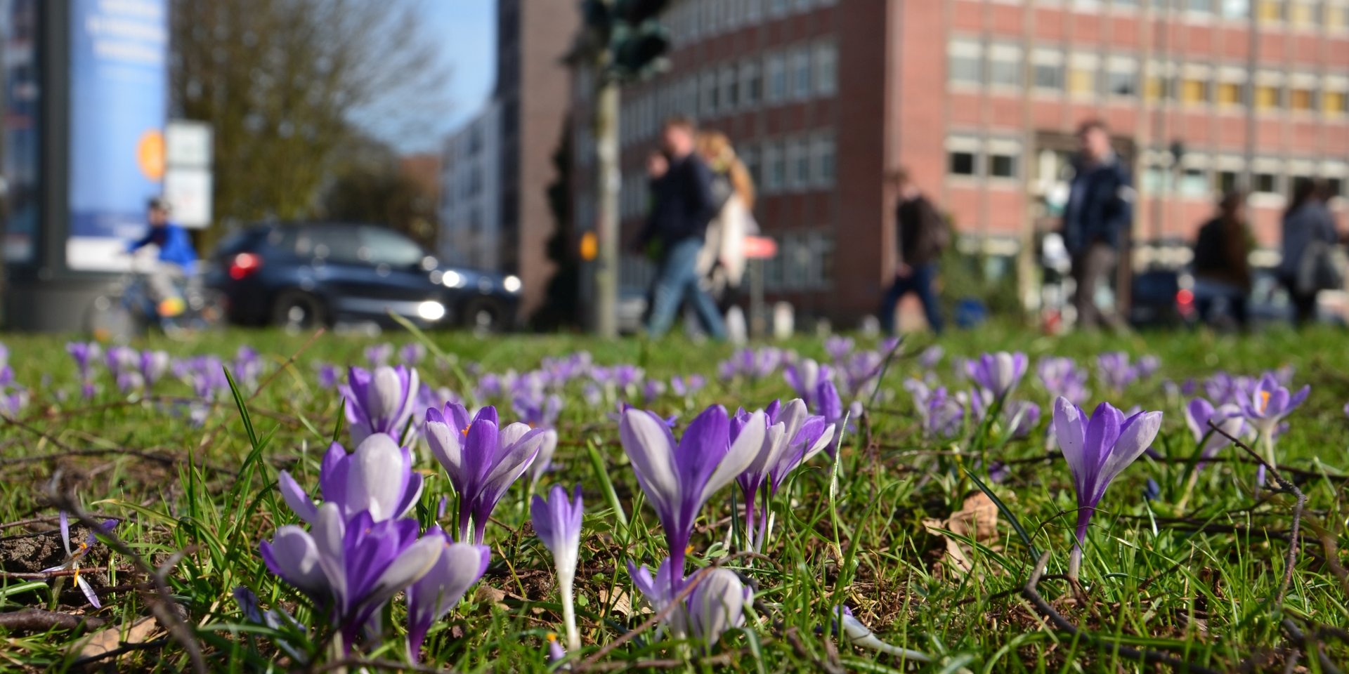 Frühlingsblumen am Wiesendamm - 2017 gepflanzt aufgrund einer Initiative von GRÜNEN und SPD