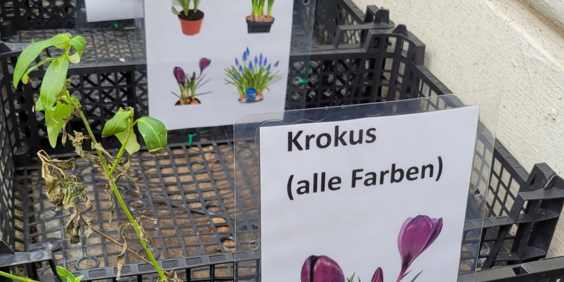 Tauschkörbe für Blumenzwiebeln in der Bussestraße 1