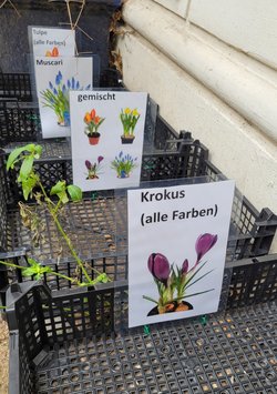 Tauschkörbe für Blumenzwiebeln in der Bussestraße 1
