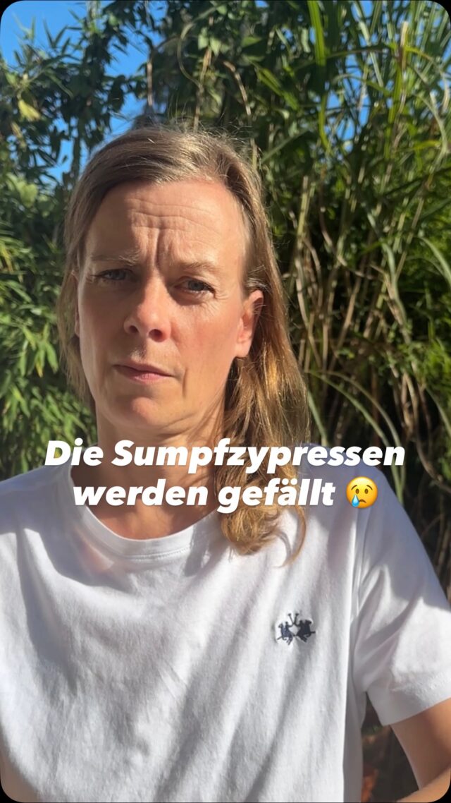 ‼️Die Sumpfzypressen auf der Liebesinsel im Stadtpark werden gefällt!

Mehr als 50 Eingaben, eine Petition und zahlreiche konkrete Vorschläge für Alternativen lagen auf dem Tisch. Trotzdem haben SPD, CDU und FDP unseren Antrag abgelehnt, die rund 50 Jahre alten Bäume zunächst zu erhalten und Alternativen zur Fällung umfassend zu prüfen.

Verkehrssicherheit muss gewährleistet sein – keine Frage. Aber für uns ist nicht nachvollziehbar, warum dafür gesunde Bäume gefällt werden sollen, bevor andere Lösungen ernsthaft untersucht wurden.
Besonders bitter: Auch weitere Sumpfzypressen auf der Liebesinsel stehen langfristig zur Disposition.

Für uns ist deshalb klar: Mit diesen vier Bäumen ist die Debatte nicht beendet. Wir werden uns weiter für den Erhalt der verbliebenen Sumpfzypressen einsetzen. 🌿

[Dies ist ein Beitrag der Fraktion]