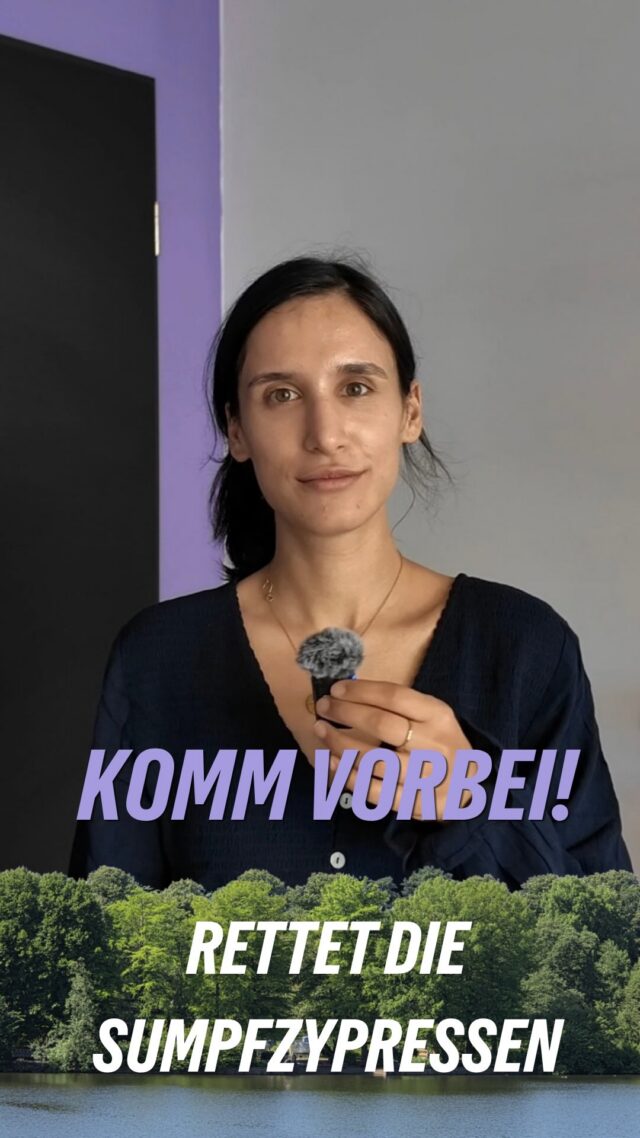 Am Montag wird über die geplante Fällung der Bäume auf der Liebesinsel im Ausschuss diskutiert. Sei dabei und setz dich für den Erhalt der vier Sumpfzypressen ein.

Seit unserem ersten Beitrag zu den geplanten Fällungen der vier Sumpfzypressen haben uns zahlreiche Kommentare, Nachrichten und Eingaben erreicht. 

Immer wieder geht es dabei um dieselben Fragen: •Welche Alternativen zur Fällung wurden geprüft? 

•Lassen sich sichere Wege und der Erhalt der alten Bäume miteinander verbinden? 

•Und auf welcher Grundlage wurde die bisherige Entscheidung getroffen?

Viele dieser Fragen haben wir deshalb auch in eine zweite Kleine Anfrage an das Bezirksamt aufgenommen.

Die Antworten sind da und werden in der Ausschusssitzung besprochen.

Am 28. September ab 18 Uhr im Großen Sitzungssaal des Bezirksamtes in der Robert-Koch-Straße 17 in Eppendorf.

[Dies ist ein Beitrag der Fraktion]