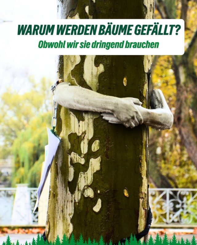 Heute beginnt die Fällsaison 🌳🪚 – vom 1. Oktober bis Ende Februar finden auch in Hamburg wieder viele Baumfällungen und stärkere Gehölzarbeiten statt. Der Zeitraum soll unter anderem den Schutz brütender Vögel berücksichtigen. 

Aber: Ein Baum darf nicht einfach gefällt werden, nur weil die Fällsaison begonnen hat. Gerade in Hamburg gibt es Regeln zum Baumschutz – und je nach Standort, Größe und Situation kann eine Genehmigung nötig sein.

In unserem Beitrag erklären wir:
🌳 Wann ein Baum geschützt ist
⚠️ wann von einem Baum eine Gefahr ausgeht
🪚 unter welchen Voraussetzungen gefällt werden darf
🏗️ was bei Bauvorhaben gilt
🏡 und welche Regeln auf privaten Grundstücken gelten

Denn alte Bäume sind wertvoll für Stadtklima, Artenvielfalt und Lebensqualität – und ihr Schutz verdient Aufmerksamkeit.

Speichert euch den Beitrag ab oder schickt ihn an jemanden weiter, der gerade über eine Baumfällung diskutiert. 💚

[Dies ist ein Beitrag der Fraktion]
