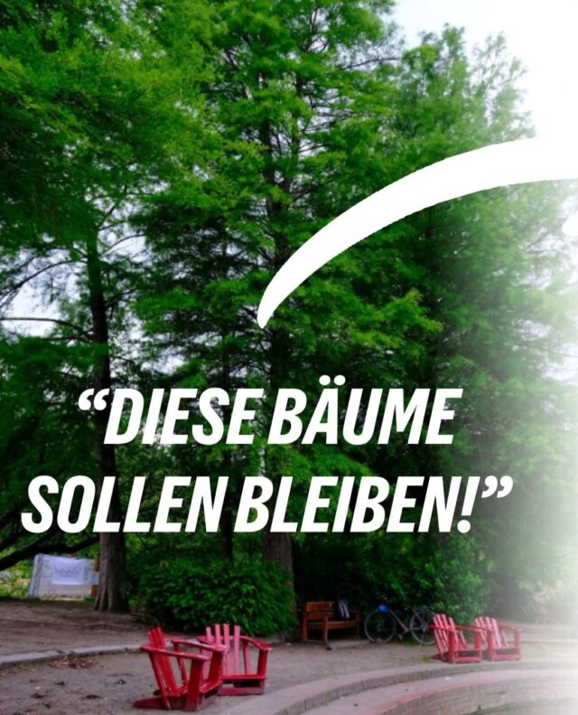 🌳 Die Liebesinsel beschäftigt viele von euch – und das sehr deutlich.

Seit unserem ersten Beitrag zu den geplanten Fällungen der vier Sumpfzypressen haben uns zahlreiche Kommentare, Nachrichten und Eingaben erreicht. Immer wieder geht es dabei um dieselben Fragen: Welche Alternativen zur Fällung wurden geprüft? Lassen sich sichere Wege und der Erhalt der alten Bäume miteinander verbinden? Und auf welcher Grundlage wurde die bisherige Entscheidung getroffen?

Viele dieser Fragen haben wir deshalb auch in eine zweite Kleine Anfrage an das Bezirksamt aufgenommen. Die Antworten sollen noch vor der nächsten Beratung vorliegen.

📅 Am 28. September steht die Liebesinsel erneut auf der Tagesordnung des Regionalausschusses Eppendorf-Winterhude. Dort werden auch die zahlreichen Eingaben aus der Bevölkerung beraten.

Unsere Position dabei bleibt: Bevor gesunde, mehr als 50 Jahre alte Bäume gefällt werden, müssen mögliche Alternativen nachvollziehbar geprüft und transparent dargestellt werden.

Danke an alle, die sich mit Kommentaren, Nachrichten und Eingaben eingebracht haben. 💚🌳

[Dies ist ein Beitrag der Fraktion]