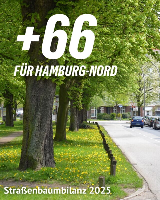 Gerade in heißen Sommern zeigt sich, wie wichtig Stadtbäume sind: Sie spenden Schatten, filtern Schadstoffe und können ihre unmittelbare Umgebung um bis zu 8 Grad abkühlen. 

Damit sorgen sie für angenehmere Straßen, ein besseres Stadtklima und mehr Lebensqualität in unseren Quartieren.🌳

Im Jahr 2025 wurden im Bezirk 244 Straßenbäume gepflanzt und 178 gefällt. Das macht ein Plus von 66 Bäumen – und setzt den positiven Trend der vergangenen Jahre fort.

Doch eine positive Bilanz allein reicht nicht. Wir setzen uns dafür ein, dass

🌱 alte und wertvolle Straßenbäume erhalten bleiben,
🌱 gefällte Bäume konsequent nachgepflanzt werden und
🌱 zusätzliche Baumstandorte in Hamburg-Nord entstehen.

Wo fehlen in Deinem Stadtteil noch Straßenbäume? Schreib es uns in die Kommentare!

[Dies ist ein Beitrag der Fraktion]
